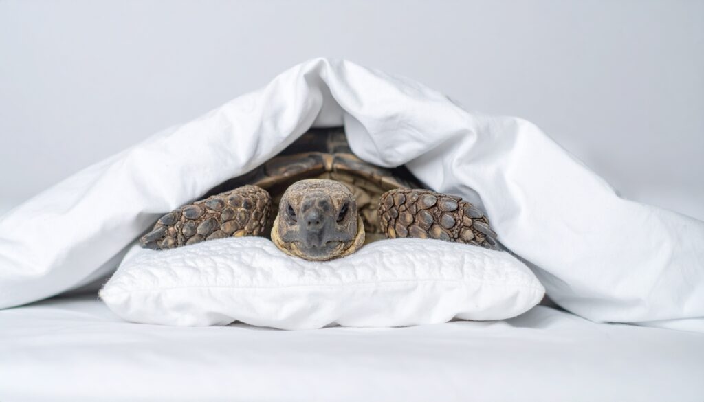 Schildkröte auf den Winterschlaf vorbereiten: Sicher und richtig auf meinekleinetestseite.de