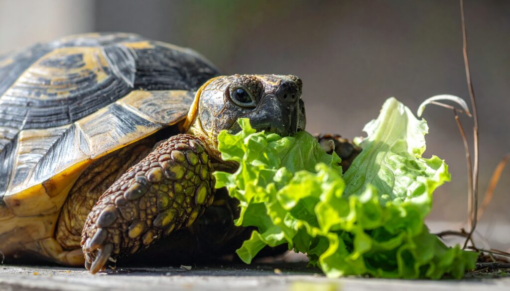 Schildkröte auf den Winterschlaf vorbereiten: Sicher und richtig auf meinekleinetestseite.de